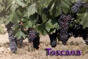 Go to online album of Tuscany